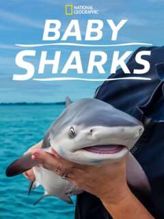 პატარა ზვიგენები / Baby Sharks